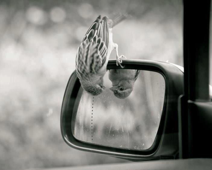 auto-observação, passarinha se olhando no espelho