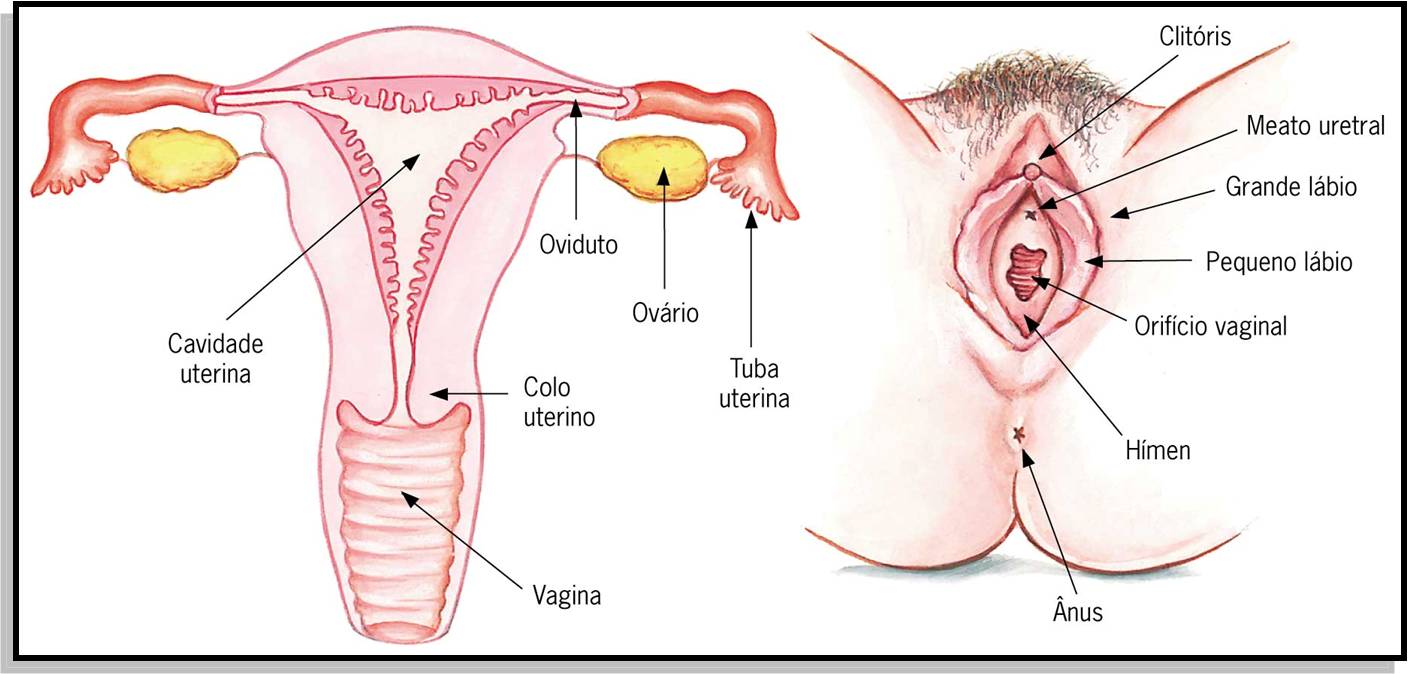 Anatomia do sexo feminino: clítores, grandes e pequenos lábios, vagina, uretra.