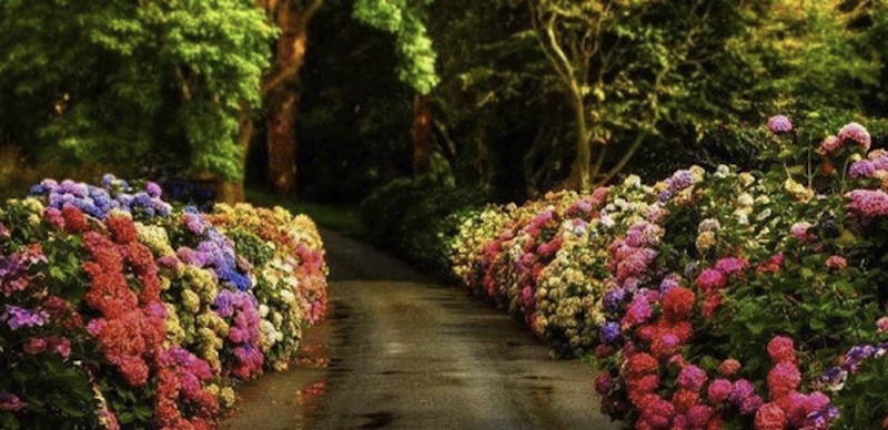 felicidade, caminho, caminho florido, caminho com flores, flores