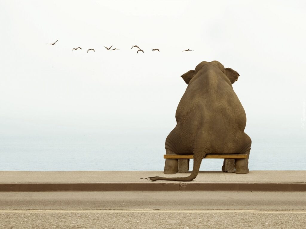 peso das responsabilidades, elefante sentado
