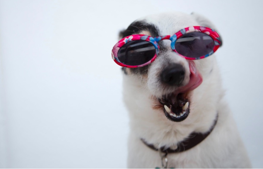 pets para ajudar na depressão no psico.online blog - saúde mental - Janeiro Branco