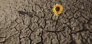 resiliência, resiliente, adaptar, flexibilidade